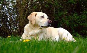 Maybe you would like to learn more about one of these? Border Collie Lab Mix History Characteristics Care