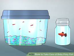 How To Take Care Of Baby Platy Fish Platy Fish Betta Fish Care Fish Breeding