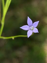 Save on natural health, beauty, weight management, baby, diabetes care, fragrances, sexual health & more! Capebells Genus Wahlenbergia Inaturalist Nz