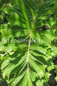 Image result for Aiphanes horrida