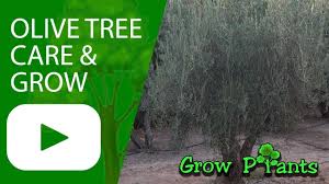 Maybe you would like to learn more about one of these? Olive Tree Plant Care Grow Plant Information Climate Hardiness Zone Uses Growth Speed Water Requir Trees To Plant Easy Plants To Grow Olive Tree Care