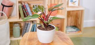 Image result for Philodendron