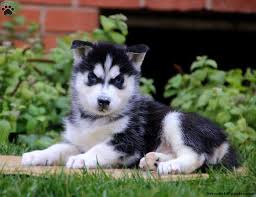 This puppy should be a wolf gray in color as adult. Siberian Husky Puppies For Sale Greenfield Puppies