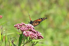 Loss Of Milkweeds Means Monarchs Could Go Extinct Futurity Milkweed Milkweed Plant Grow Butterflies