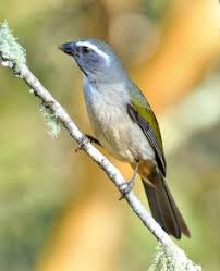 Green Winged Saltator Passaro Trinca Ferro Passaros Brasileiros Passaros Silvestres