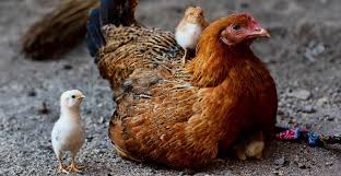 10 Jenis Ayam Hias Kate Dan Cara Merawatnya Tokopedia Blog