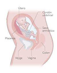 Semana 23 De Embarazo Inatal El Embarazo Semana A Semana