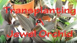 Maybe you would like to learn more about one of these? Jewel Orchid Ludisia Discolor Guide Our House Plants