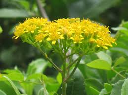 Image result for Senecio pleistocephalus