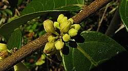 Image result for Casearia battiscombei