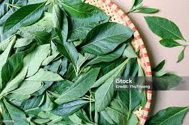 Image result for Vernonia adenocephala