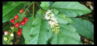 Image result for Phytolaccaceae