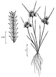 Image result for Cyperus squarrosus