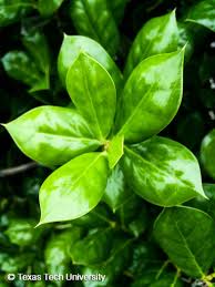 One does need to be careful of those sharp tips when pruning! Dwarf Burford Holly Plant Resources Home Ttu