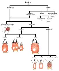 Identifying Termites Or White Ants Termite Research