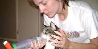 Steroid medication is used for severe asthma attacks which do not respond to regular reliever medication. Treating Feline Asthma With The Aerokat Inhaler Cat Asthma Asthma Inhaler
