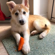It will all depend on the traits acquired from the parent breed and the health of make sure the breeder you find is trustworthy, one that will show you how healthy all of the dogs are. Gerberian Shepsky Corgi Husky Mix Puppy Petfinder