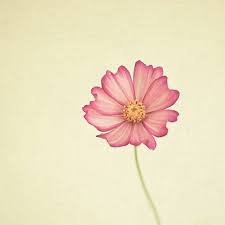Cosmos Tattoo Flower Tattoos Cosmos Tattoo Birth Flower Tattoos