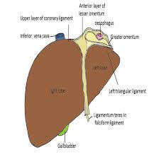 The liver has a bunch of peritoneal structures, ligaments, bare areas and whatnot. Hepatic Trauma Intechopen