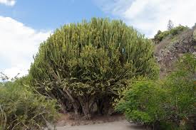 Image result for Euphorbia distinctissima
