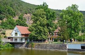 Image result for Pollichia