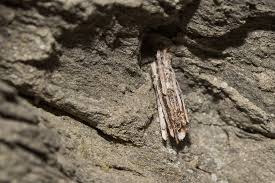 Image result for Psyche crassiorella