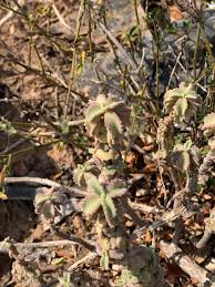 Image result for Coleus cylindraceus