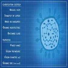 These viruses infect rodents and occasionally humans. Arenaviridae Virus Classification Crit Stock Video Pond5