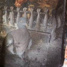 In other words, you won't have to worry about the rain damaging the interior ceilings and walls. How To Get A Bird Out Of A Fireplace The Blog At Fireplacemall