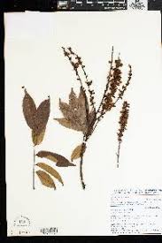 Image result for Millettia ebenifera