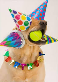 Funny Birthday Hats For Adults Funny Birthday Parties Dump A Day Happy Birthday Dog Happy Birthday Animals Happy Birthday