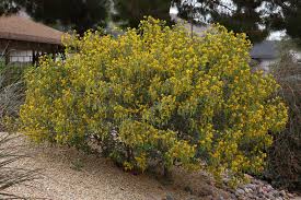 Image result for Senna artemisioides