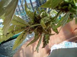 We did not find results for: Aphids Greenflies Cannabis How To Get Rid Of It Quickly
