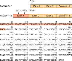 Dates for applications for cancer council nsw project grants to commence funding in 2015. A Structural View Of Pa2g4 Isoforms With Opposing Functions In Cancer Journal Of Biological Chemistry