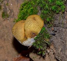 Image result for Scleroderma citrinum