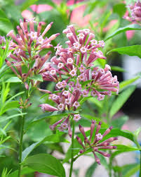 Image result for Cestrum × cultum