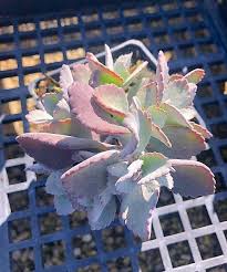 Image result for Kalanchoe pumila
