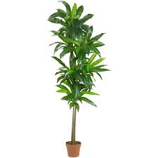 6 Dracaena Silk Plant Real Touch In 2020 Floor Plants Silk Plants Dracaena Plant