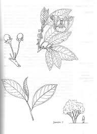 Image result for Discopodium penninervium