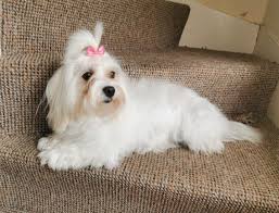 We all want what's best for our pet. Pet Supplies Maltese Puppies