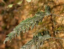 Image result for Abrodictyum