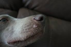 Let's say that your dog has raised red lumps between the toes. Dog Ingrown Hair Causes Pictures Cyst Treatment Dogs Cats Pets