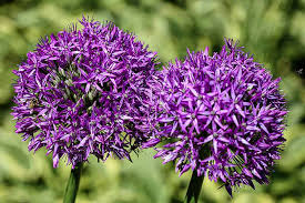 Alliums require only minimal maintenance to thrive. How To Grow And Care For Ornamental Alliums Gardener S Path