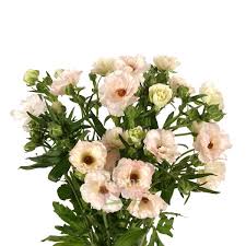 Image result for Ranunculus stagnalis