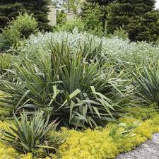 Yucca Filamentosa Excalibur Walters Gardens Inc Yucca Filamentosa Yucca Tropical Plants