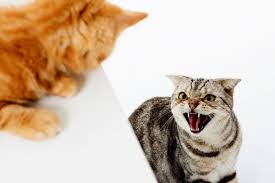 Does your heart, and home, have room for two adorable dogs? How To Stop A Cat Fight And Why They Happen Catster