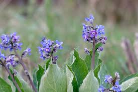 Image result for Rhipidoglossum eggelingii