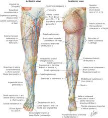 It passes obliquely across the upper and anterior part of the thigh, from the lateral to the medial side of the limb, then. Clinical Anatomy And Recipient Vessel Selection And Exposure In The Lower Extremity Plastic Surgery Key