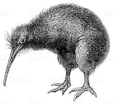 Kiwi Emu Birds That Cannot Fly Antique 19th Century Illustration Of A Kiwi Bird Published In Animal Illustration Kiwi Bird Kiwi Animal
