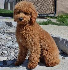 Harley & horatio summer 2020. Mini Goldendoodle Ohio Mini Goldendoodle